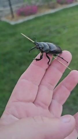 A close-up, vertical shot shows a person's hand holding a thin stick on which a large, black beetle is perched. The beetle, with its segmented legs and prominent mandibles, is the main subject. The background is blurred, revealing a grassy area with some pink flowers in the distance, suggesting an outdoor setting, possibly a garden or park. The lighting indicates it's likely daytime, with soft, natural light. The overall tone is observational, focusing on the intricate details of the insect and its unusual perch.