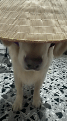 Golden retriever wears hats and glasses in Tbilisi photo session