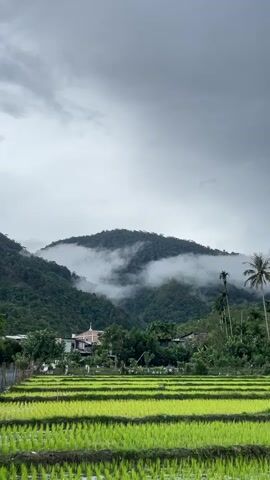 The media file captures a serene landscape in Keudetangse, Indonesia, under a cloudy and overcast sky, suggesting either early morning or late afternoon, or a day with inclement weather. The scene is dominated by lush green rice paddies in the foreground, neatly arranged in rows, indicating agricultural activity. Behind the paddies, a small village or settlement is visible, with a prominent building that appears to be a church with a white steeple. The village is nestled amidst dense, verdant trees and vegetation, leading up to a majestic mountain range in the background. Wisps of fog or low-lying clouds are gently drifting across the slopes of the mountains, adding a mystical and tranquil atmosphere to the scene. A few tall palm trees stand to the right, further defining the tropical location. The overall mood evoked is one of peacefulness and natural beauty, with a hint of the mystical due to the clouds shrouding the mountains. There is no visible text in the media file.
