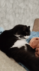 Black and white cat napping and exploring a blue blanket