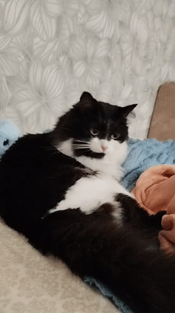 Black and white cat napping and exploring a blue blanket