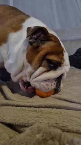 The video shows a brown and white English Bulldog on a brown blanket. The dog is standing and chewing on a small orange object, possibly a toy or treat. The dog has a wrinkled face and a black nose. The background includes a gray couch and a white curtain.