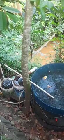 The video shows a large blue drum used as a pond. It is surrounded by lush green vegetation and trees. A small pump and pipes are connected to the drum, likely for water circulation or filtration. Several fish are visible swimming in the murky water, along with some pieces of food. A net covers the top of the drum to prevent the fish from escaping. The scene appears to be set in a natural, outdoor environment, possibly a backyard or a garden. The overall impression is of an aquaculture setup in a natural setting.