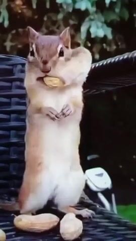 A chipmunk stands upright on a wicker chair, holding a peanut in its paws and another in its mouth, puffing its cheeks out. A few more peanuts are scattered around its feet. Greenery is visible in the background.
