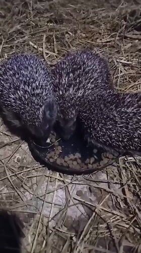 Hedgehogs feeding from bowls on straw in Chutove