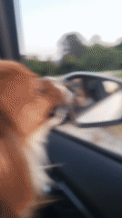 Dogs observed during sunset in rural Montenegro village