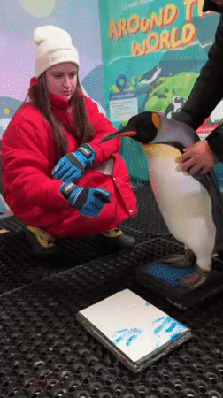 Visitors enjoy penguin encounters and skiing at Dubai's indoor facility