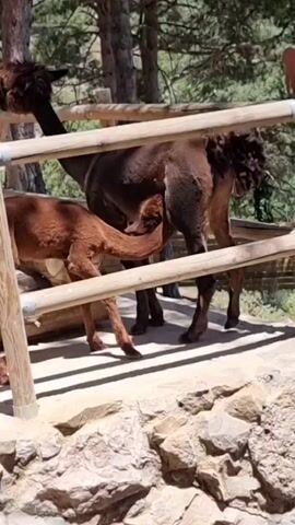 The video shows two alpacas in an outdoor enclosure. One is a dark brown adult, and the other is a lighter brown juvenile. The juvenile alpaca is positioned between the legs of the adult, with its head near the adult's udder, suggesting it is nursing. The enclosure has a wooden fence and the ground is covered with sand and rocks. Trees and vegetation are visible in the background. The lighting suggests it is daytime.