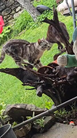 The video shows two cats playing on a wooden tree stump in a grassy outdoor area. The stump is adorned with broken terracotta pots and a garden gnome. One cat is grey with dark stripes, while the other is darker, possibly a calico, with white markings. The grey cat is actively moving, exploring the stump. The other cat is more stationary, watching the grey cat. The background includes a stone wall, garden plants, and various garden objects.