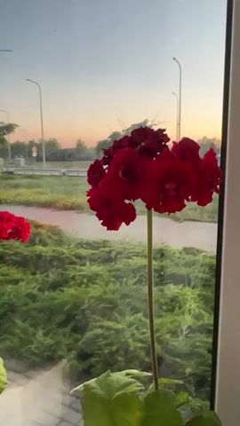 The video shows a close-up of a blooming red geranium plant placed on a windowsill. Through the window, a blurry landscape is visible, featuring a street with lampposts, green bushes, and a pale sky that suggests either sunrise or sunset. The plant is in focus, highlighting its vibrant red petals and green leaves. The background is intentionally blurred, creating a shallow depth of field that emphasizes the flower. No people are visible in the frame. The lighting suggests it is either early morning or late evening.