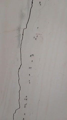 The video shows a close-up of a crack in a wall with a line of ants crawling up it. The wall is painted a light color and appears to be textured. The crack is dark and jagged, running vertically through the frame. The ants are small and black, and they are moving in a single file line. The lighting is somewhat dim, casting shadows on the wall. The focus is sharp on the ants and the crack, with the rest of the wall slightly blurred. There are no other visible objects or people in the scene. The overall impression is one of natural activity occurring in a domestic or outdoor environment.