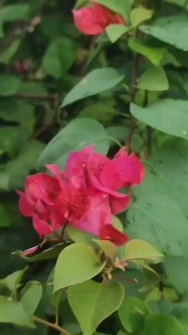 Okay, here's a concise description of the video:

The video shows a close-up shot of bright pink bougainvillea flowers surrounded by green leaves. The flowers are clustered together and appear vibrant against the backdrop of the foliage. The scene is still, focusing on the texture and color of the plant.
