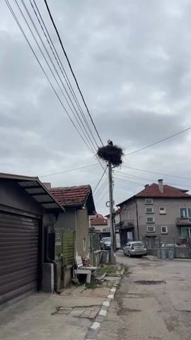 The video shows a stork nest built on top of a utility pole in a residential area. The nest is large and made of sticks. There are electrical wires running around the pole and through the nest. A white stork with black wingtips is standing in the nest. The houses in the background are mostly one or two stories, and the sky is overcast. There are a few cars parked in the street.