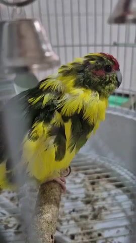 A small, colorful bird with yellow, green, and red plumage is perched on a wooden dowel inside a cage. The bird is facing right and appears to be grooming itself, with its head slightly turned and its beak touching its feathers. The cage is made of white bars, and a white tray is visible below the dowel, containing scattered debris. Two silver bells hang from the top of the cage, one of which is blurred in the foreground. The background is out of focus, showing more cage bars and a hint of a wall. The lighting is dim, and the overall impression is that of a pet bird in its enclosure.