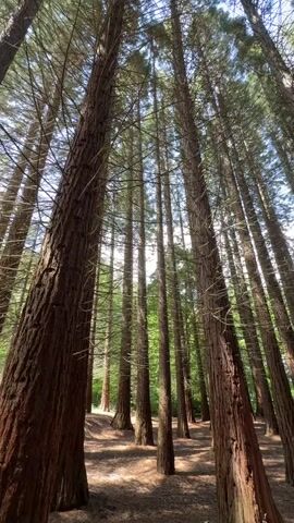 A low-angle vertical shot shows a forest of tall, slender trees with bare trunks and some green foliage at the very top. The camera slowly pans right, revealing more trees. The ground is covered in brown leaves and some patches of sunlight. In the distance, between the trees, a few people can be seen walking.