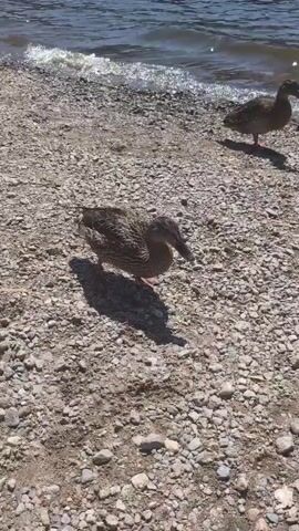 The video shows several ducks on a rocky shoreline next to a body of water. In the foreground, a duck with brown and black mottled feathers is bending its head towards the ground, appearing to forage. To the right, another duck stands facing away from the camera, its back feathers a lighter shade of brown and grey. In the background, a third duck walks along the shoreline. The water is rippling, and sunlight reflects off its surface. The ground is covered in small, light-colored pebbles and sand. The overall lighting suggests it is daytime and sunny.