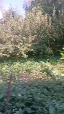 The media file captures an outdoor scene on a sunny day, likely in the late afternoon given the warm lighting. The setting is a lush garden or patch of cultivated land, bordering a dense wooded area. The foreground is dominated by low-lying green plants, possibly potato plants judging by their broad leaves and the occasional small white flower. Interspersed among these are taller plants, notably a few young sunflowers with their characteristic broad leaves reaching towards the sky.

Behind the cultivated area, a thick line of trees forms a natural backdrop. The trees are tall and leafy, suggesting a temperate climate. The sunlight filters through the foliage, creating dappled light and shadows on the ground and plants. The overall impression is one of a peaceful, rural environment, possibly a backyard garden or a small farm. There are no people or animals visible in the frame. The overall mood is tranquil and natural. There is no visible text in the media file.