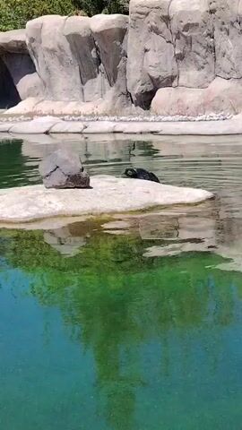 A pinniped, likely a seal or sea lion, is seen resting and then swimming in a clear water enclosure during the daytime. The dark-colored animal is initially positioned on a light-colored, flat rock platform within a body of water that displays green and blue hues due to reflections. Its head is raised, looking towards the right side of the frame. In the background, large, artificial rock formations are visible. After a brief moment, the pinniped slides gracefully off the rock platform and into the water. It then swims away from the platform, with only the top of its head visible above the rippling surface of the water. The setting appears to be an animal park or zoo. No text is visible in the video.