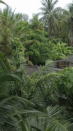 Jungle canopy and open road in Sakhu, Thailand
