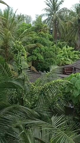 The video shows an aerial view of a dense, tropical environment, likely a jungle or a lush garden. The foreground is dominated by large, green palm fronds, suggesting a close-up perspective. Beyond the fronds, a few buildings with dark, pitched roofs are visible, partially obscured by the abundant foliage. These buildings appear to be small, possibly houses or bungalows. Tall palm trees and a variety of other dense green vegetation, including banana trees and large-leafed plants, fill the rest of the frame, creating a sense of thick, natural growth. The overall impression is of a secluded, tropical setting with human structures integrated into the natural landscape. The lighting suggests an overcast or cloudy day. There are no people visible in the video.