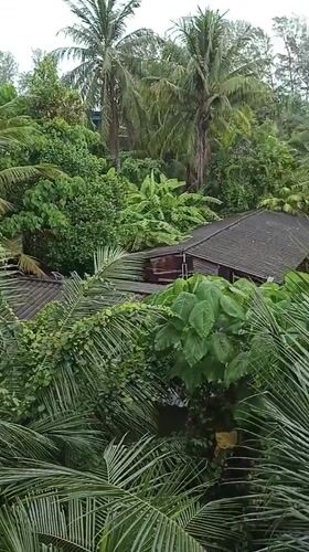 Jungle canopy and open road in Sakhu, Thailand