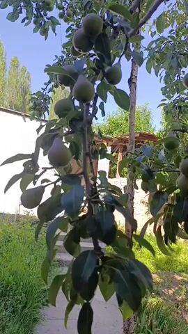 This video shows a close-up view of a pear tree laden with developing fruit. The pears are green and appear to be in various stages of growth, hanging from branches adorned with dark green leaves. The camera pans and zooms slightly, highlighting different clusters of pears.

The setting is outdoors, likely a garden or orchard, under a clear blue sky. In the background, glimpses of a building with a white wall and a wooden roof structure can be seen, along with lush green grass and other foliage, suggesting a rural or semi-rural location in Кызыл-Булак, Kyrgyzstan. The sunlight filtering through the leaves and illuminating the scene indicates it is daytime, likely a warm and sunny day. There are no people visible in the video. The overall mood is serene and natural, focusing on the bounty of the fruit tree. No text is visible in the media file.