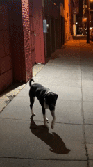Dog spotted in nighttime alley in Newburgh