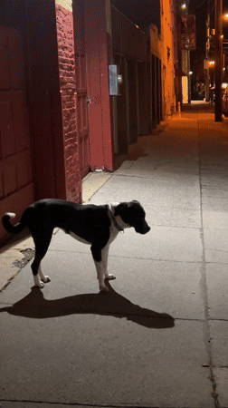 Dog spotted in nighttime alley in Newburgh