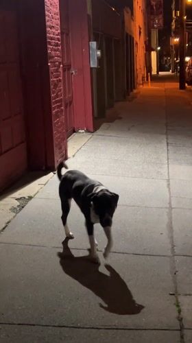 Dog spotted in nighttime alley in Newburgh