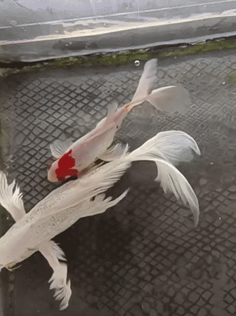 Koi fish in a mosque tank, with a stroller moment nearby