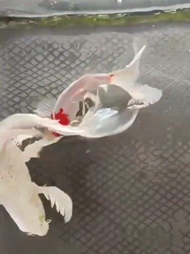 Koi fish in a mosque tank, with a stroller moment nearby