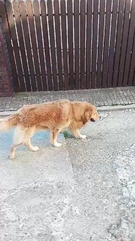 A golden retriever is walking on a path next to a brick fence. The dog is carrying a black trash bag in its mouth. The path is made of concrete and gravel. There is a wooden gate to the left of the fence. The fence is made of dark brown bricks.