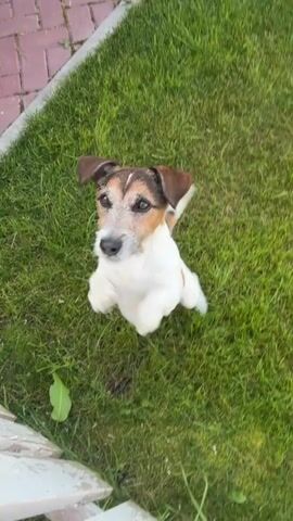 A high-angle shot shows a Jack Russell Terrier on a patch of bright green grass. The dog is sitting up on its hind legs, with its front paws held up as if in a begging or praying gesture. Its ears are perked, and its head is tilted slightly. The dog's mouth is slightly open, and its tongue is visible. The background consists of more grass and a hint of a white wooden fence in the lower left corner. The lighting suggests it is daytime, possibly outdoors.