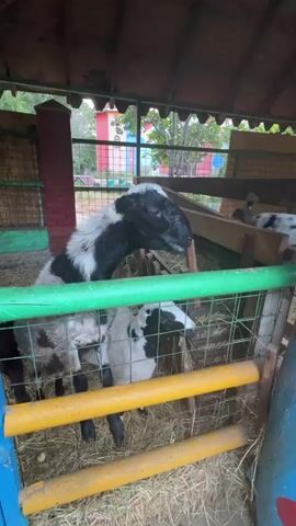 The video shows sheep inside a pen. One sheep with black and white markings is standing and looking out. Another sheep, mostly black, is leaning its head over a blue railing and is being petted by a hand. The pen appears to be made of wood and wire mesh, with hay on the ground. In the background, there are colorful structures and trees, suggesting an outdoor setting like a farm or zoo.