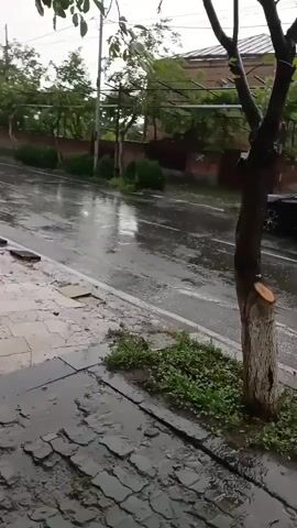 A video captured during a rainstorm shows a wet street and sidewalk. The street is mostly empty, with a few puddles visible. A tree stands on the right side of the frame, its bark rough and textured. The sidewalk is made of cracked stone slabs. In the background, there are buildings and trees, some with lush green foliage. The sky appears overcast, contributing to the gloomy atmosphere of the scene. The rain is actively falling, creating ripples on the wet surfaces and adding to the overall sense of a downpour.