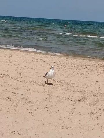 A seagull stands on a sandy beach. The ocean is in the background with waves. There are a few people in the water. The sky is clear and blue. The seagull walks across the sand.