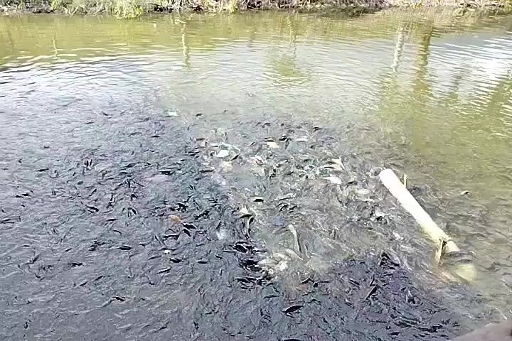 A school of small fish swim in murky water near the shore of a body of water. The fish are densely packed, particularly in the center of the frame, where they appear to be feeding or reacting to something. A light-colored pole, possibly a piece of wood, is partially submerged in the water to the right of the frame. The background shows a line of reeds or vegetation along the edge of the water, with trees and branches reflected in the lighter, calmer water further back. The lighting suggests an outdoor, daytime setting.