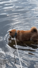 Shiba Inu enjoys lakeside outing in Zheleznogorsk, Russia