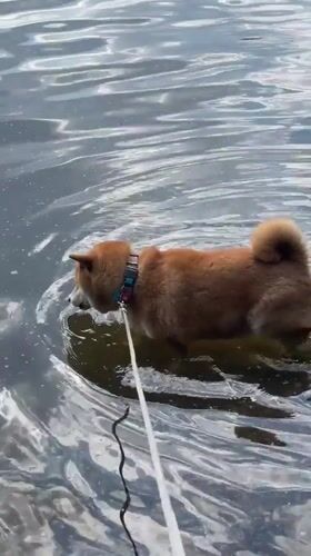 Shiba Inu enjoys lakeside outing in Zheleznogorsk, Russia