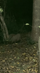 Capybaras forage, walk paths in Curitiba park at night