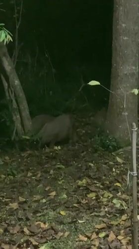 Capybaras forage, walk paths in Curitiba park at night