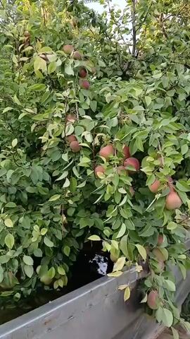 A video captures a close-up view of a pear tree laden with fruit, with its branches reaching over a metal trough. The tree is full of green leaves and ripe pears, some of which are reddish-brown. The trough appears to be partially filled with water. The scene is set outdoors, with sunlight filtering through the leaves. The camera moves slightly, offering a dynamic perspective of the tree and its bounty.