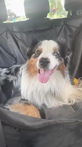 This is a close-up video of an Australian Shepherd dog sitting in the backseat of a vehicle. The dog has distinctive tri-color fur with patches of black, white, and tan. It has heterochromia, with one eye being brown and the other blue. The dog is panting with its tongue hanging out, and its tail is wagging. The backseat appears to be covered with a black protective mat. The background shows the interior of the car with headrests visible. The lighting suggests it is daytime.