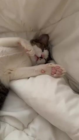 A cat is sleeping on its back on a white bed with its paws in the air. The cat is white with brown markings on its head and tail. Its eyes are closed and its mouth is slightly open. The cat's paws are pink and have white fur. The bed is made of white sheets and pillows. The lighting is soft and diffused. The video is filmed from a close-up perspective.