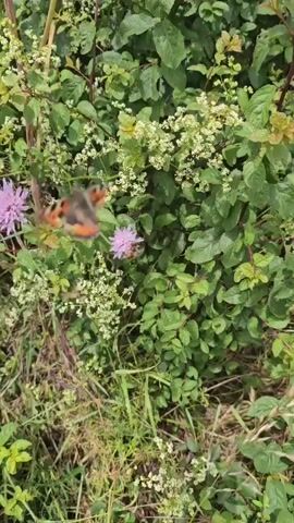 A butterfly with orange and brown wings lands on a purple flower among green foliage. The butterfly is positioned in the center of the frame, and the camera zooms in slightly on the flower. The video captures the butterfly resting on the flower.