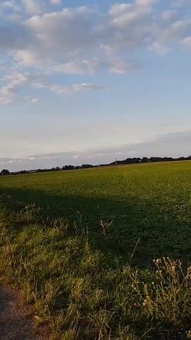 A handheld vertical video shows a vast, green field under a partly cloudy sky. The field appears to be a crop of some kind, possibly young plants or clover, stretching towards the horizon. In the foreground, on the left side of the frame, is a dirt path or road. Beside the path, tall green grass and some dry weeds with pinkish-purple flowers grow. A shadow from an unseen object falls across the left side of the field, suggesting the sun is low in the sky, possibly late afternoon or early morning. The horizon is marked by a line of trees in the distance, with a few structures or distant lights visible against the lighter sky. The overall impression is one of rural tranquility and open space. There are no people or animals visible in the frame. The camera appears to be relatively still, with only subtle movements.