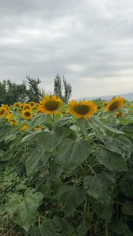 A field of sunflowers is shown under a cloudy sky. In the foreground, several tall sunflowers with large green leaves are visible, some with water droplets on their petals. The field stretches into the background, where more sunflowers can be seen, along with distant mountains. The overall scene suggests an outdoor agricultural setting, possibly a farm or a natural landscape. There are no people or animals present in the video. The lighting is dim and diffused due to the overcast conditions.