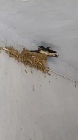 The video shows two swallows perched on a nest of straw and mud. The nest is attached to a white wall, possibly indoors. The swallows are facing to the right, with their tails extending beyond the nest. One swallow is slightly in front of the other. The wall appears to be a textured concrete or stucco.