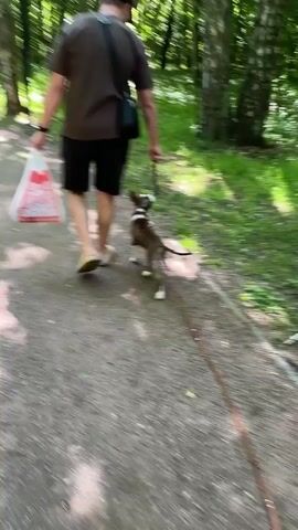 A person wearing a dark t-shirt, black shorts, a cap, and light-colored sandals walks on a dirt path through a wooded area. The person is carrying a white shopping bag with red lettering in their left hand and holding a leash in their right hand. A small, brown and white dog is walking on the leash ahead of the person. The dog is looking towards the right side of the frame. The path is lined with trees and green foliage. Sunlight filters through the trees, casting shadows on the ground.