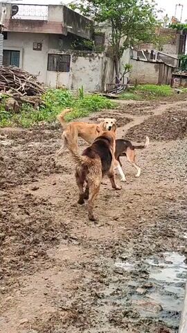 The video shows three dogs in a muddy, outdoor area. One dog, a tan German Shepherd, stands in the center facing left with its tail raised and appears to be barking. To its right, another tan dog is also standing, facing the German Shepherd with its mouth open. To the left of the German Shepherd, a third dog, a lighter tan color, is visible in the background with its head turned. The environment appears to be a dirt lot with some construction debris and buildings in the background.